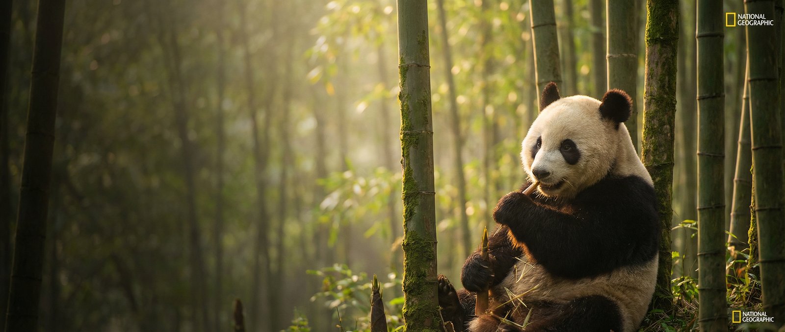 青柠视频动物写真与视频社区